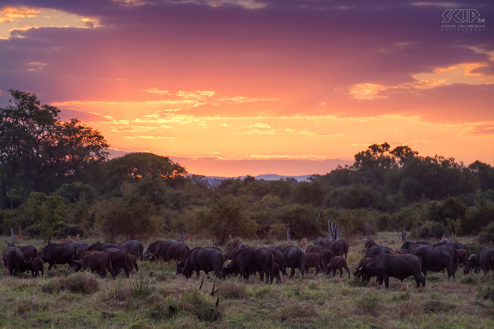 South Luangwa - Buffalo's at sunset At sunset we encountered a group of 100 African buffalos (Syncerus caffer). The buffalo is a member of the 'big five' and regarded as a very dangerous animal because they can be aggressive and attack people. Stefan Cruysberghs